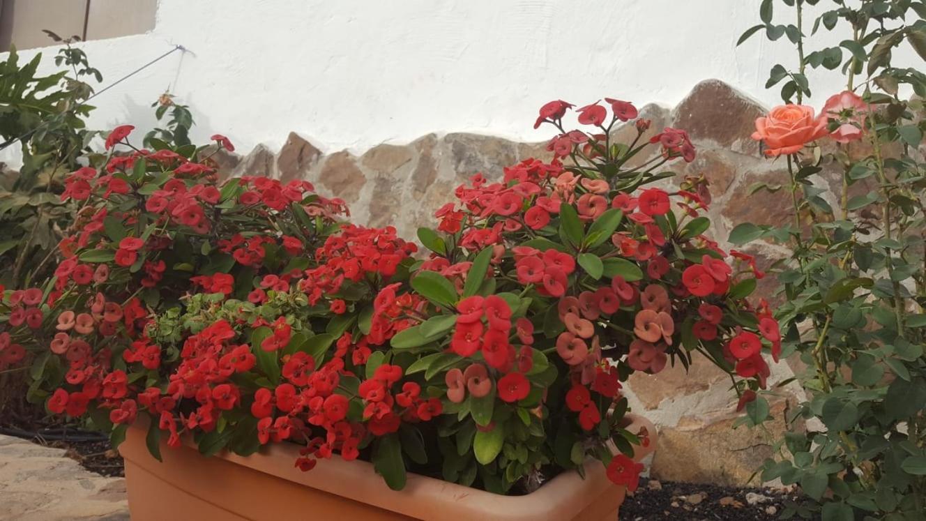 Casa Reyes Fataga Apta Reyes Eksteriør bilde
